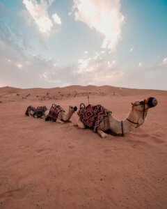 Dubai Desert Safari: How to Choose the Right Experience (And Make the Most of It) ToursZoom
