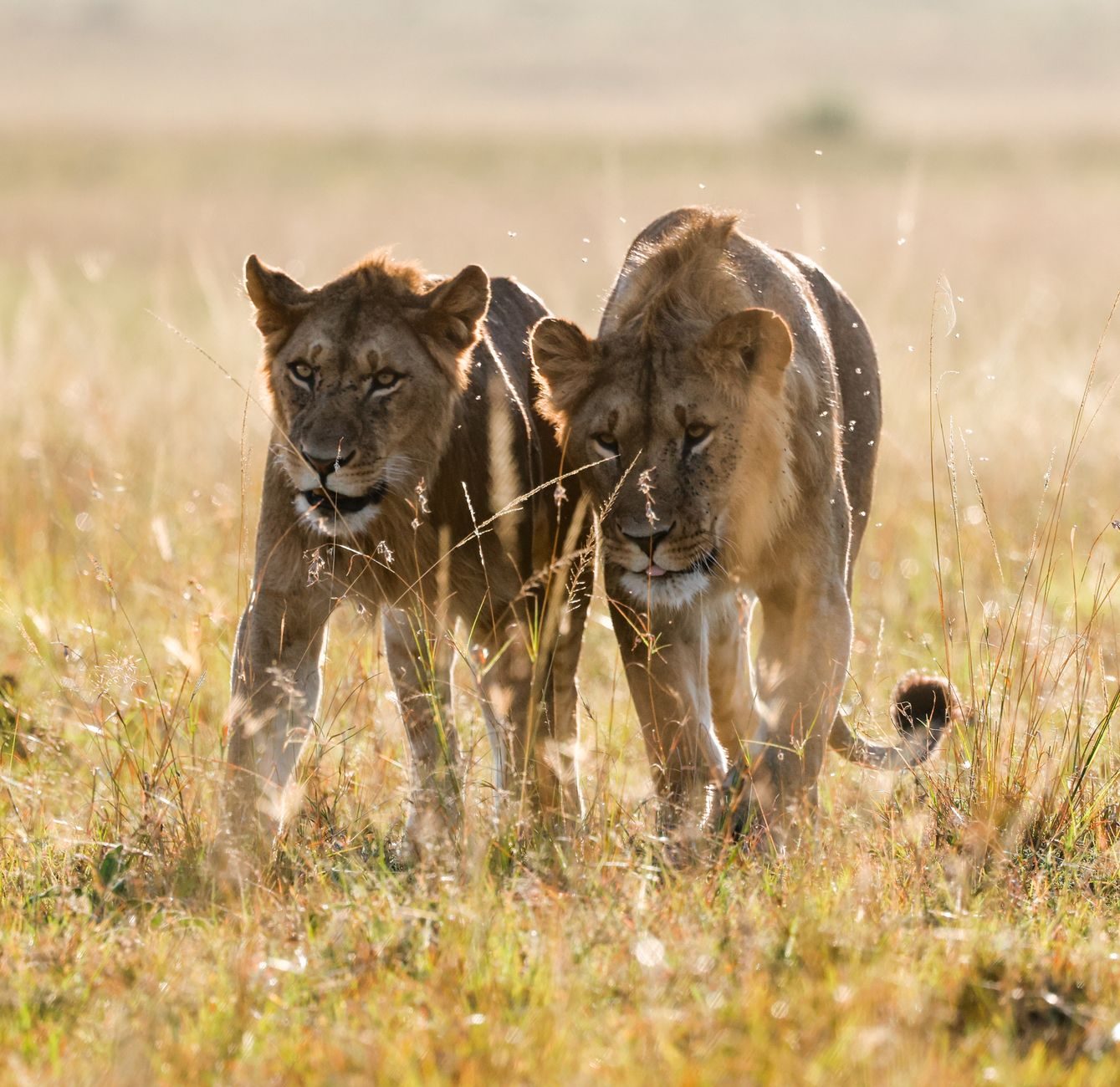 Lions hunting at sunset in the Maasai Mara