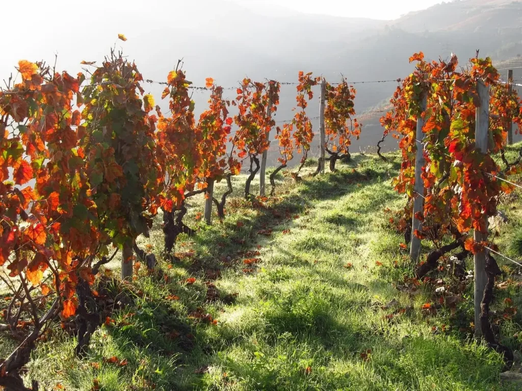 Douro Valley autumn October vineyard gold colors Portugal