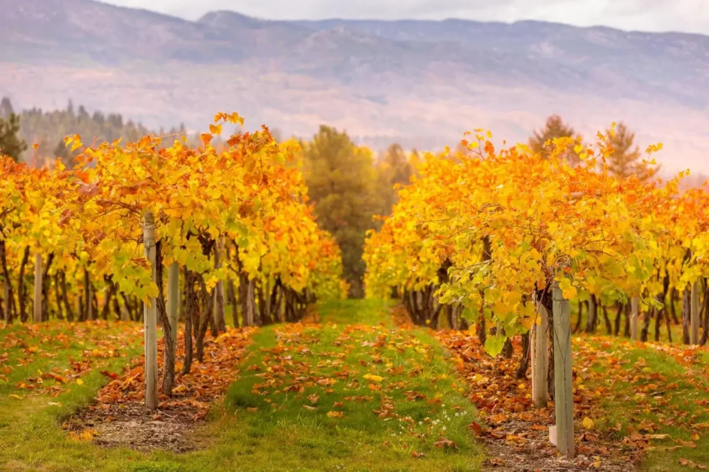 <alt for query 0>: The sun casts a warm glow over lush, golden vineyards in Provence during the autumn harvest.