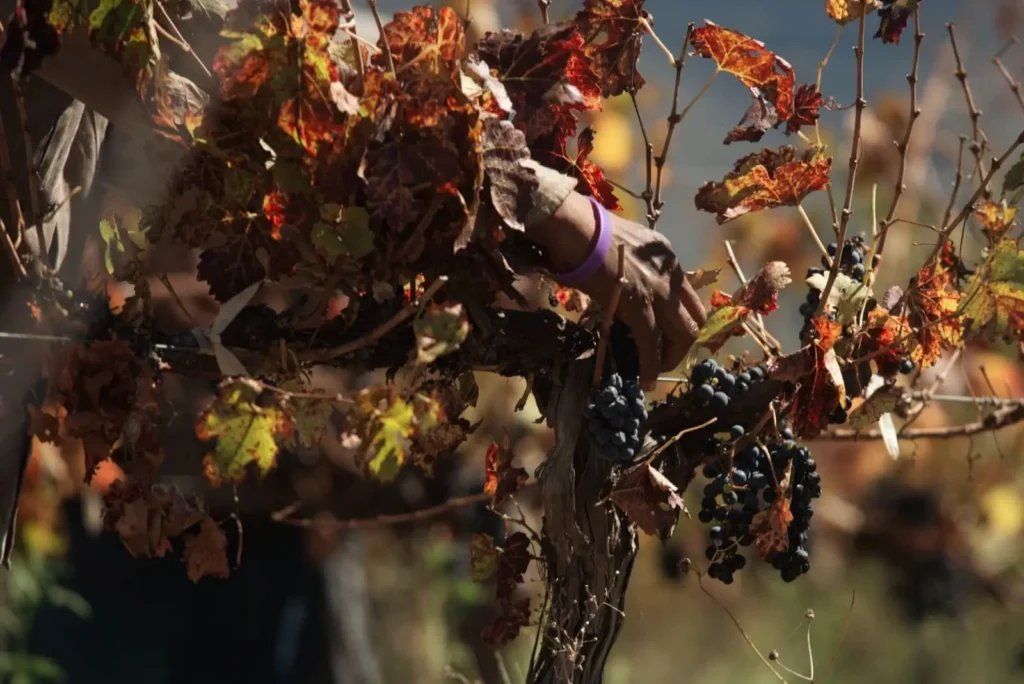 <alt for query 1>: Workers pick ripe grapes under the soft light of early October in Burgundy's picturesque vineyards.