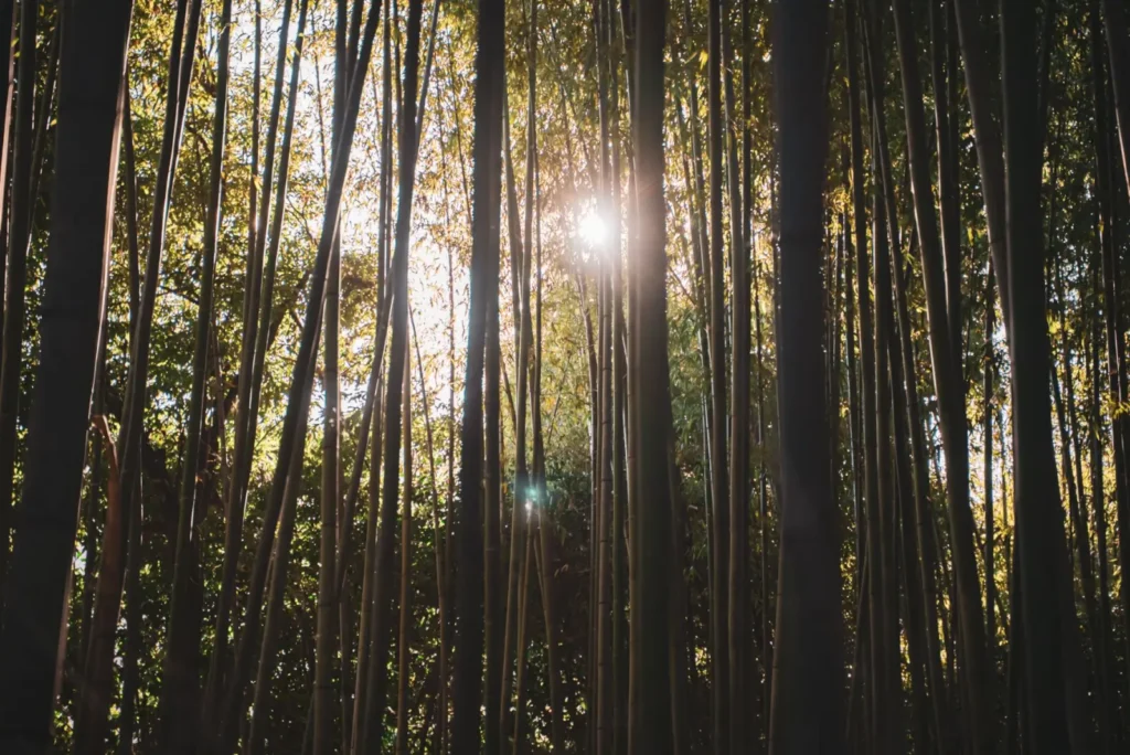 Sunlight through the bamboo grove in Kyoto