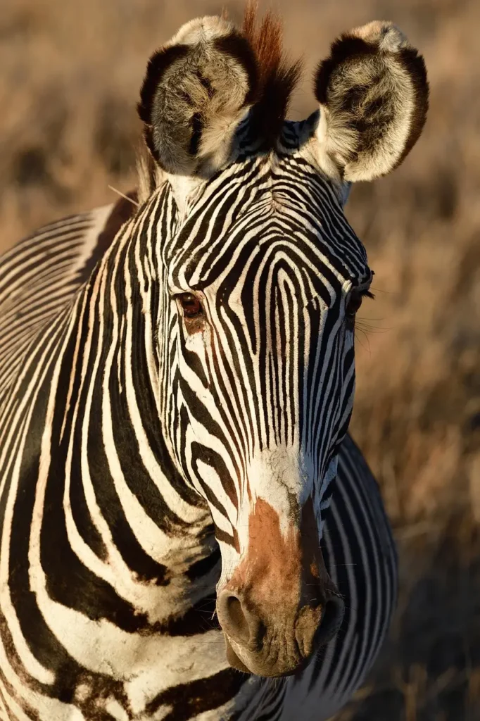 Grevy's zebra and reticulated giraffe in Samburu National Reserve